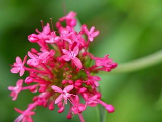 Centranthus ruber, also called red valerian,spur valerian, kiss-me-quick or fox's brush
