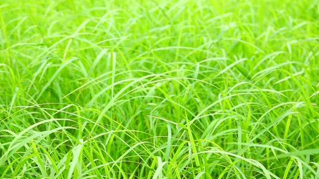 HD 1080p super slow winds of green grass nature 