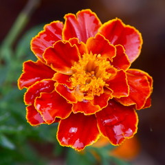 French marigold cloose up