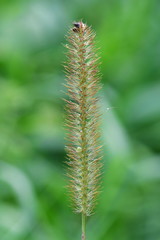 Timothy-grass (Phleum pratense) - an abundant perennial grass