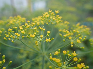 Macro view at the blossom dill