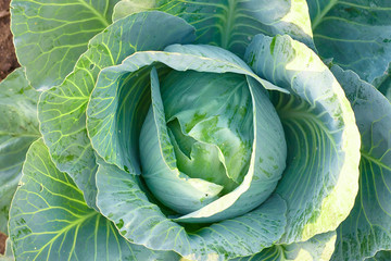 Fresh green big cabbage organic vegetables in the farm