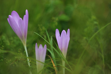 Obraz premium crocus