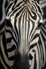 Fototapeta na wymiar Close-up of head details African striped coat zebra