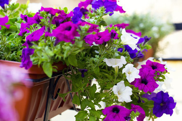 Close up of a colorful petunias plant
