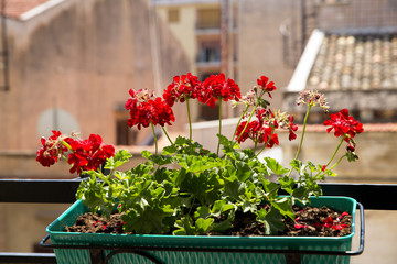 Close up of a red geranium