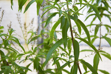 Close up of a lemongrass shrub