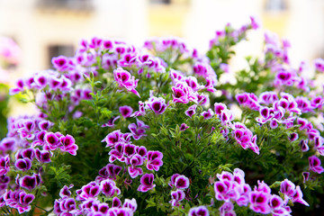 Close up of a pink geranium