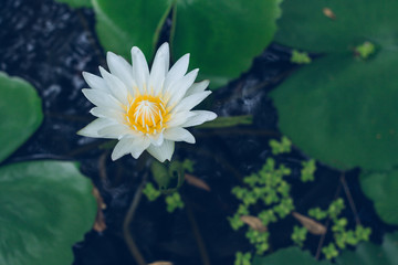 white Lotus on a dark background separate flower closeup