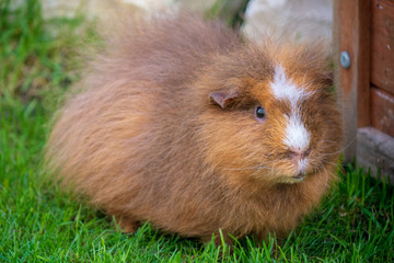 Fototapeta premium Meerschweinchen