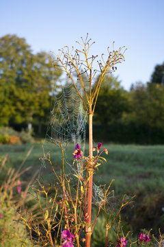 Indisches Springkraut (Impátiens glandulífera) mit Spinnennetz und Morgentau in Nahaufnahme. Standort: Deutschland, Nordrhein Westfalen