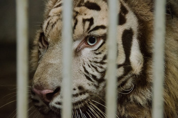 伊豆アニマルキングダムのバックヤードでのホワイトタイガー