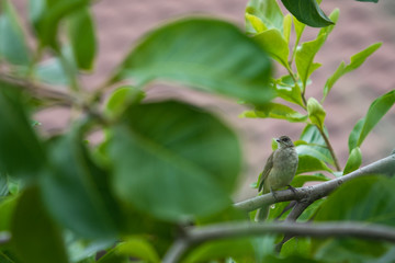Streak-eared Bulbul (pycnonotus blanfordi) on the tree branches.