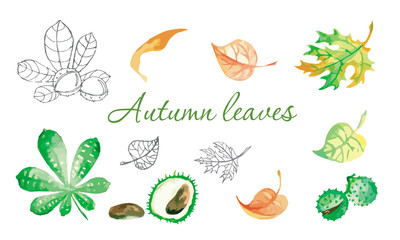Autumn watercolor Illustration-vector set of autumn elements