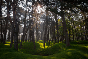Obraz premium Sunlight on the craters and regrown woods on the World War 1 battleground, Vimy Ridge, France