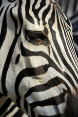 Fototapeta na wymiar Close-up of head details African striped coat zebra