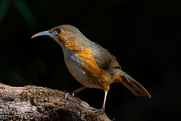 Bird in brown and white plumages..Beautiful babbler bird with long bills and white breasted perching on log with natural black background..