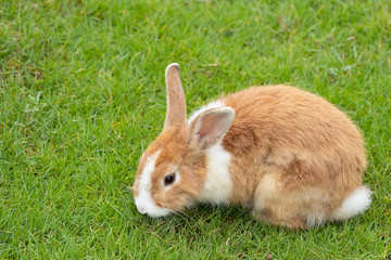 Calm and sweet little brown rabbit sitting on green grass, cute bunny