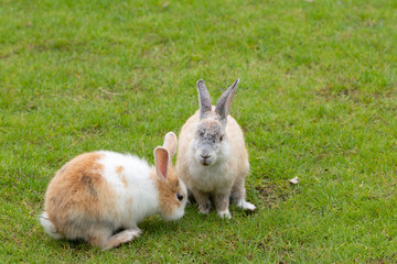 Calm and sweet little brown rabbit sitting on green grass, cute bunny