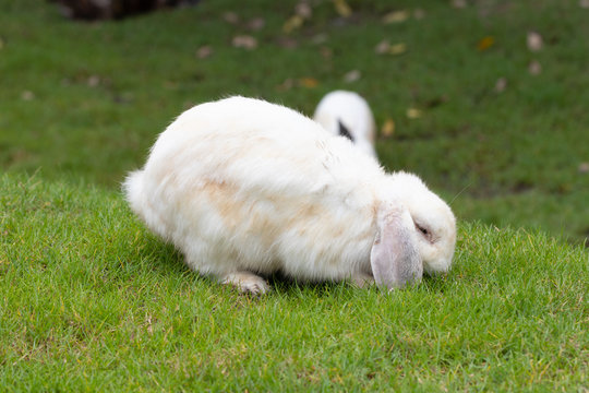 Calm and sweet little white rabbit sitting on green grass, cute bunny