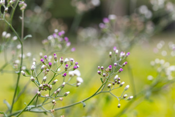 Little ironweed, Ash-coloured fleabane or Purple fleabane. The scientific name is Cyanthillium cinereum