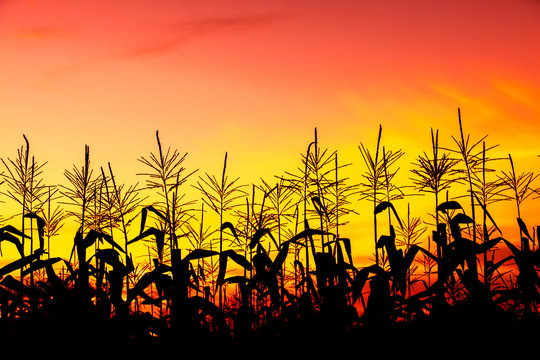 Sunset Over A Cornfield