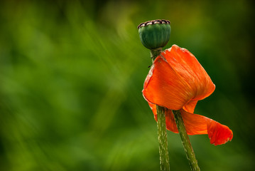 Obraz premium Verblühter Mohn papaver mit abfallendem Blütenblatt in Form einer Fantasiegestalt Wanderer mit rotem Mantel.