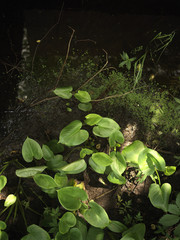 duckweed in swamp