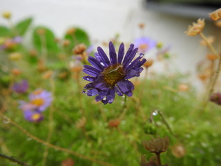 Gouttes sur une fleur