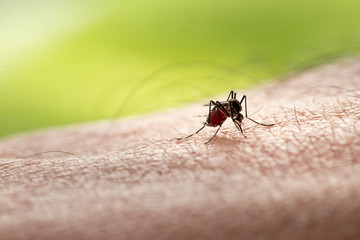 Aedes aegypti Mosquito. Close up a Mosquito sucking human blood
