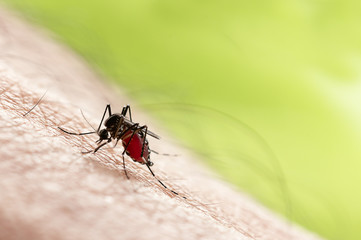 Aedes aegypti Mosquito. Close up a Mosquito sucking human blood