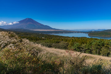 Mountain Fuji without snow cover its peak from a viewpoint around Wanakako lake in a morning with brown grass in foreground and blue sky in background.
