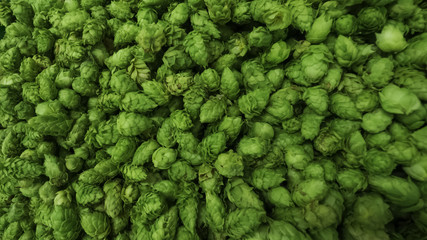 Cones of freshly harvested hops