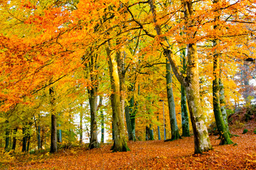 Colorful orange and red autumn trees with leaves during fall in a forest