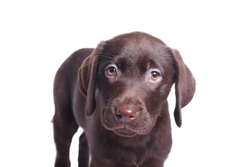 Lovely chocolate labrador