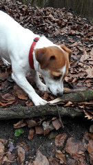 jack russell unterwegs