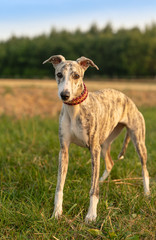 Portrait einer eine Whippet Hündin im Sonnenuntergang 