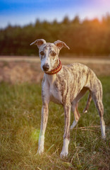 Portrait einer eine Whippet Hündin im Sonnenuntergang 
