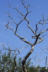 Closeup of leafless tree under blue sky