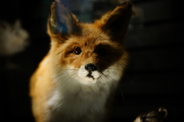 Fototapeta na wymiar red nice fury fox