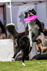 Happy Dog Play to reach the Frisbie 