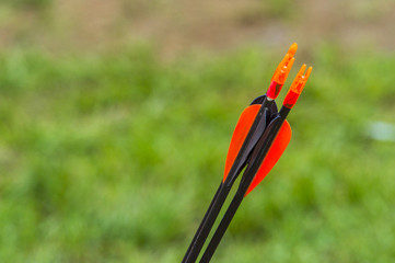 red plumage close up arrows for archery