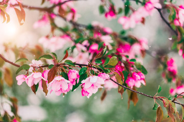 Blossom tree over nature background. Beautiful nature scene with blooming tree, sun and snow. Easter Sunny day.