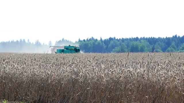 Harvesters work on a wheat field. Harvesting of wheat.
