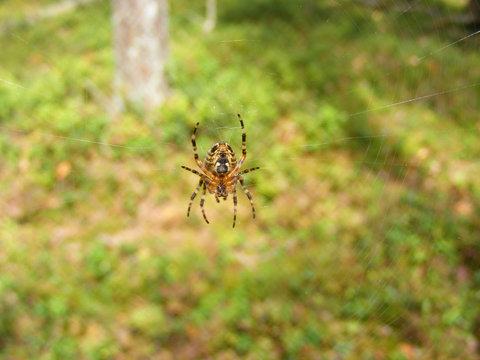 A closeup macro photography of a garden spider on its web