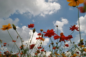 poppy