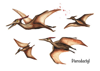 Pterodactyl dinosaur. Watercolor hand drawn illustration, isolated on white background