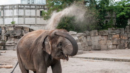 Elefantendusche