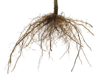 Roots of tree or plant isolated on white background