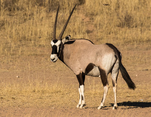 Fototapeta premium One gemsbok standing in the Kgalagadi Transfrontier Park in South Africa